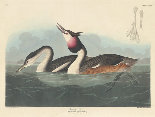 Audubon Collection 139