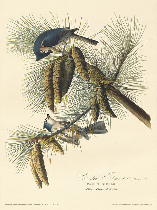 Audubon Collection 140