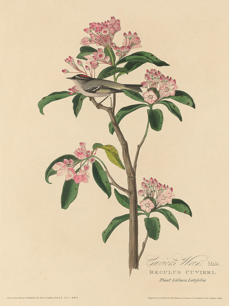 Audubon Collection 141