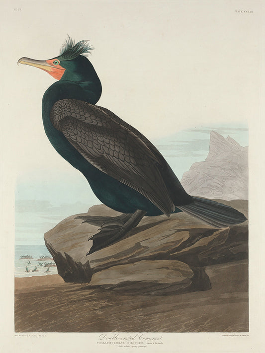 Audubon Collection 142