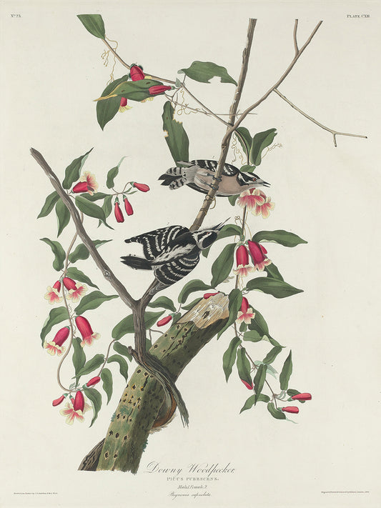 Audubon Collection 143