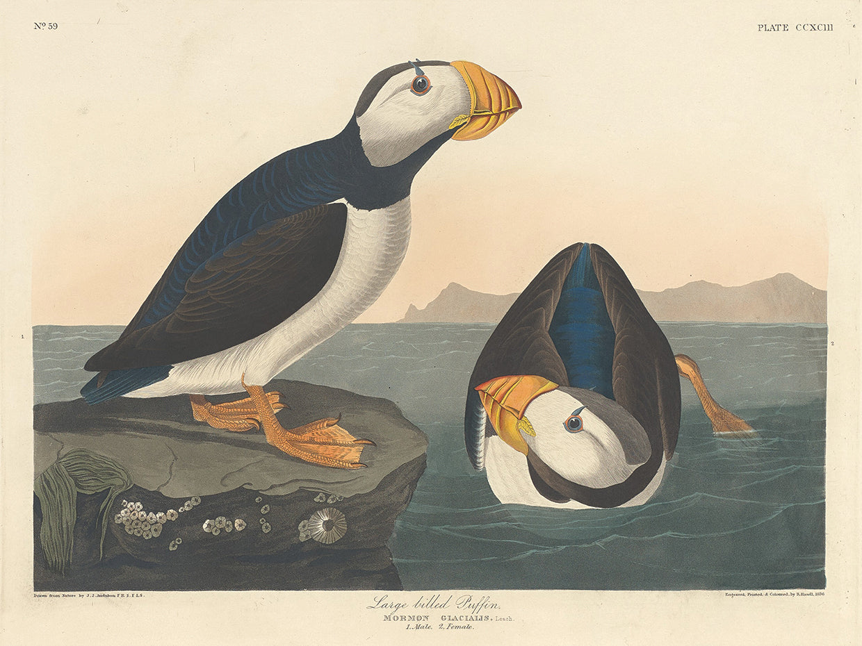 Audubon Collection 144