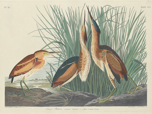 Audubon Collection 145