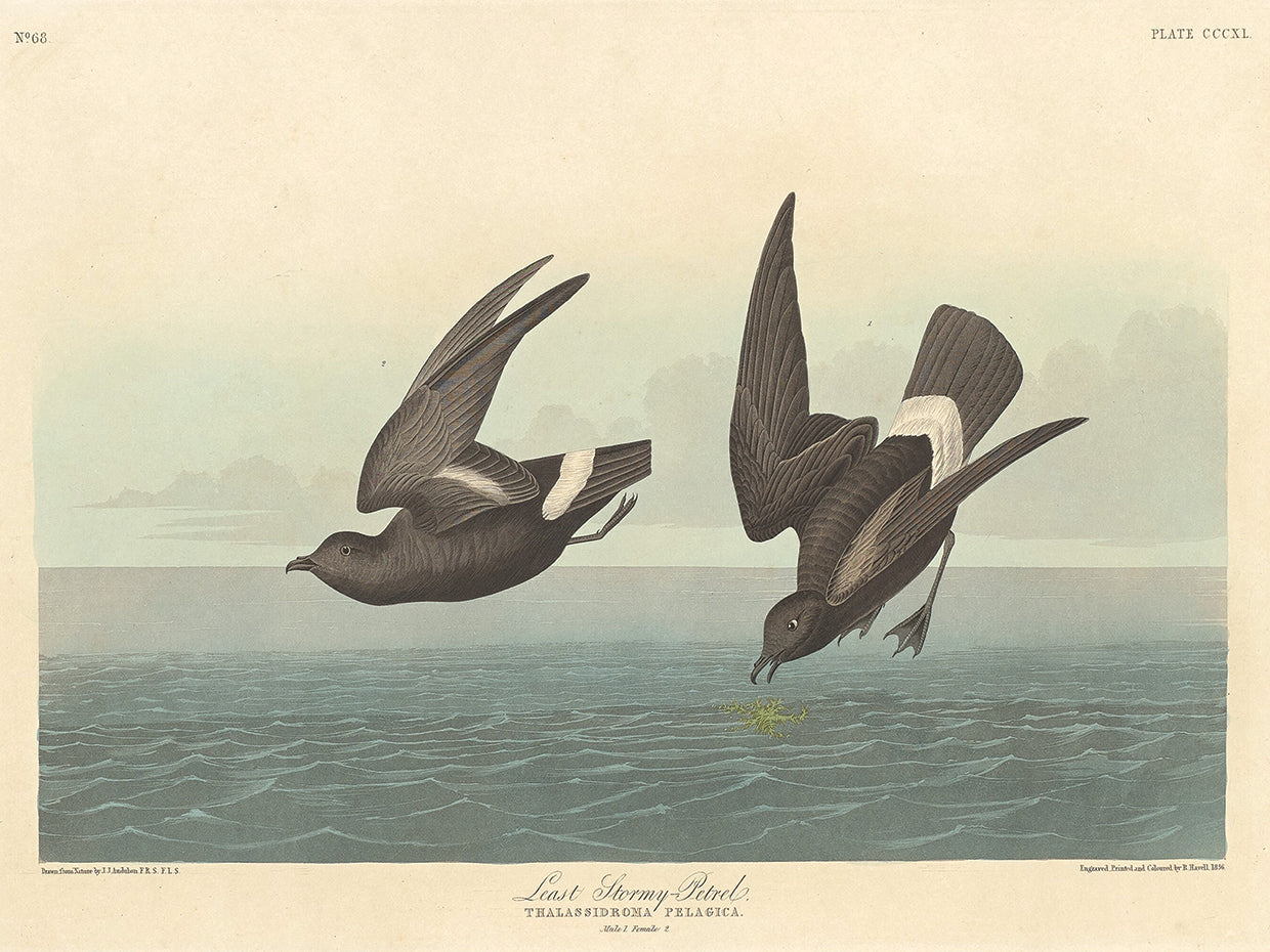 Audubon Collection 146