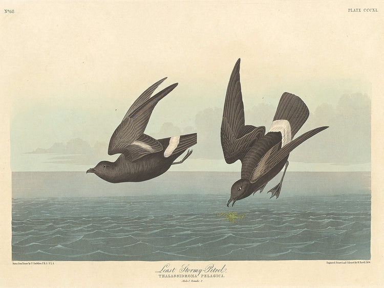 Audubon Collection 146