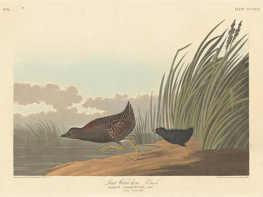Audubon Collection 147