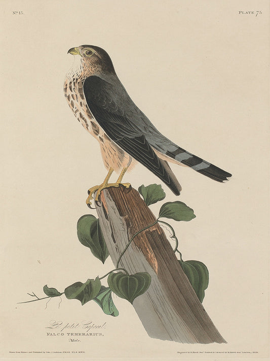 Audubon Collection 149