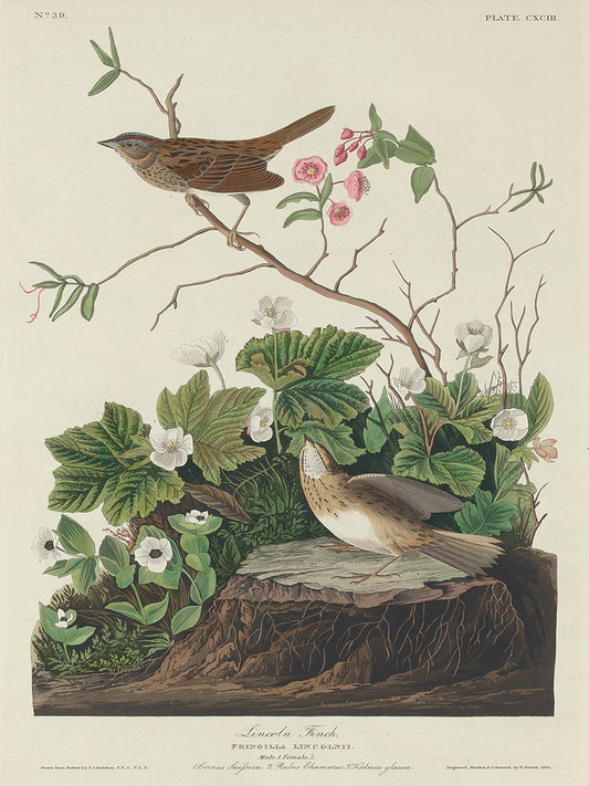 Audubon Collection 150
