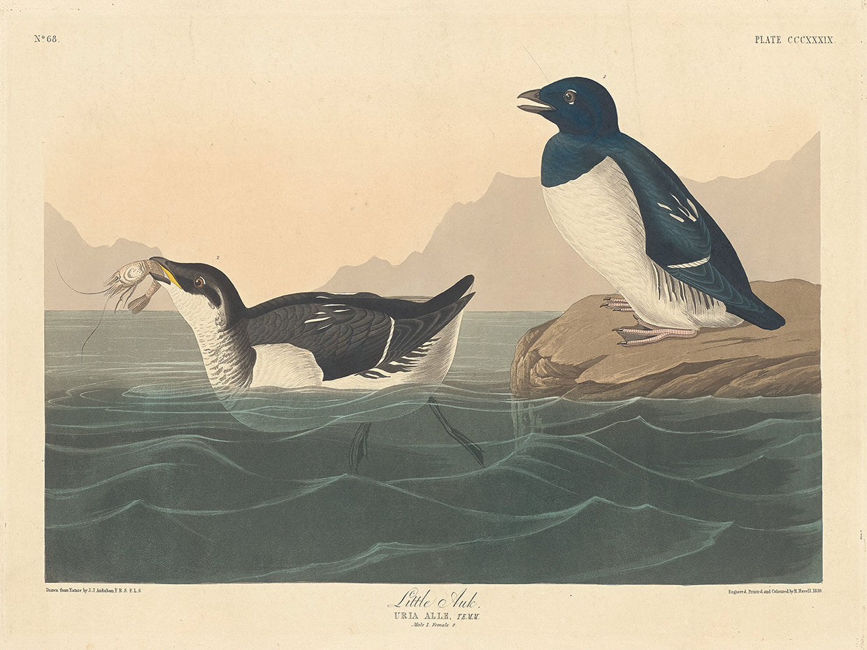 Audubon Collection 151