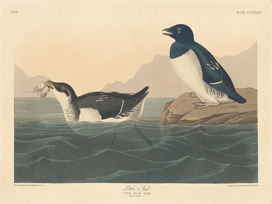 Audubon Collection 151