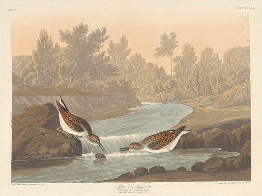 Audubon Collection 152