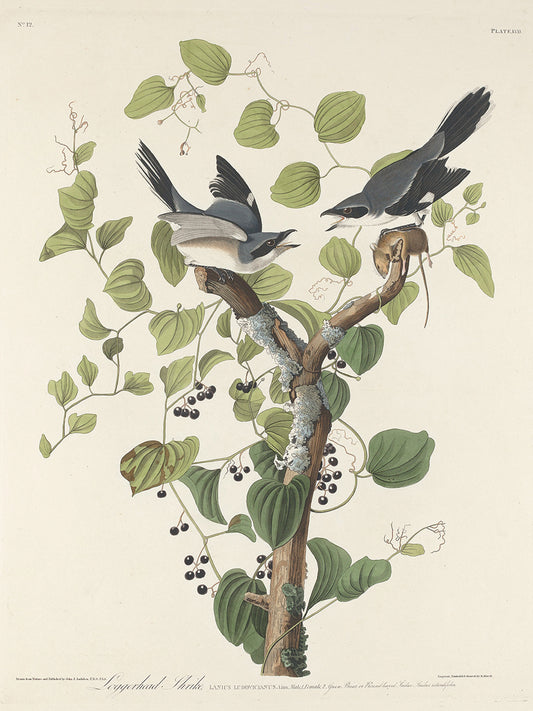 Audubon Collection 153