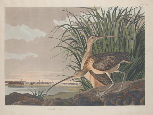 Audubon Collection 154