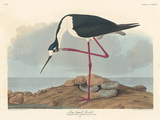 Audubon Collection 155