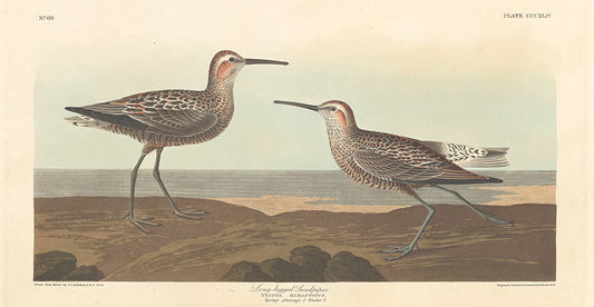 Audubon Collection 156