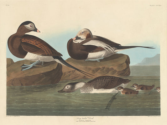 Audubon Collection 157