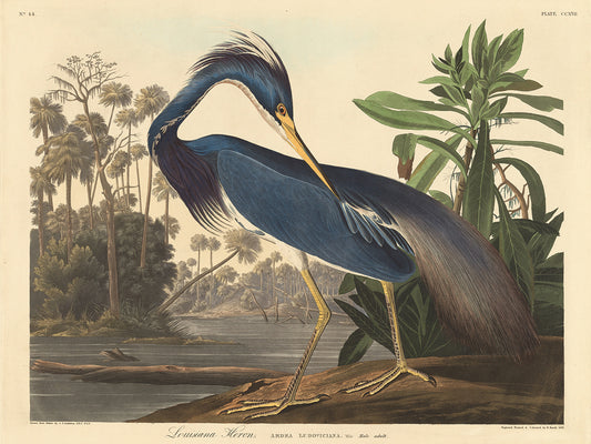 Audubon Collection 158