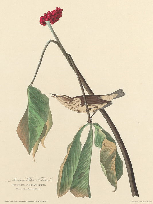 Audubon Collection 159