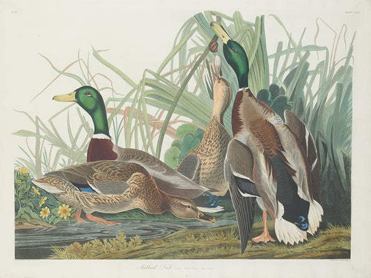Audubon Collection 160