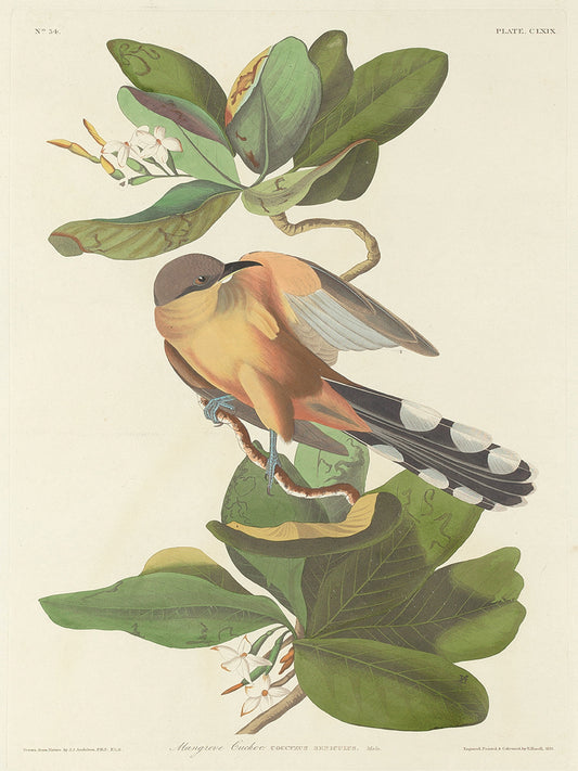 Audubon Collection 161