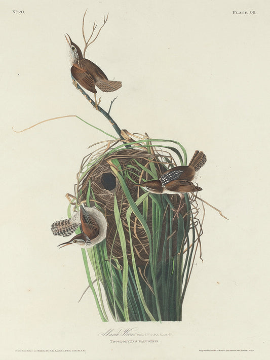 Audubon Collection 163