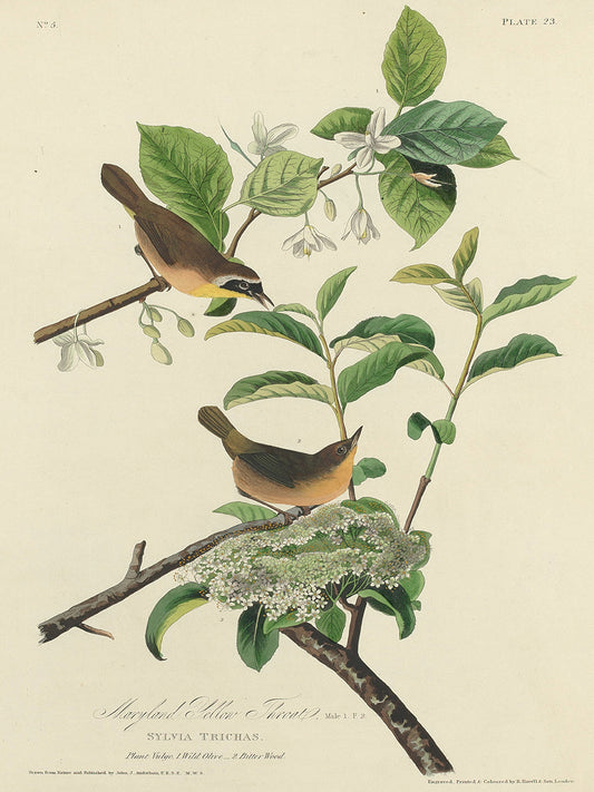 Audubon Collection 164