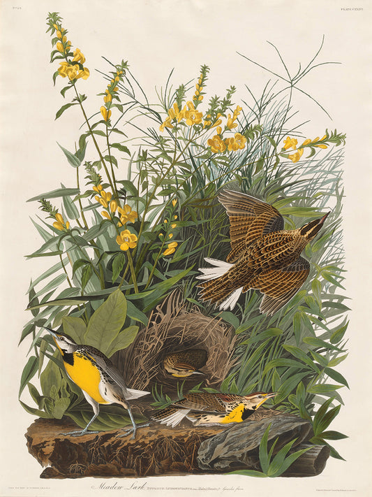 Audubon Collection 165