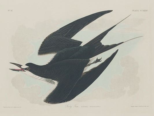Audubon Collection 167