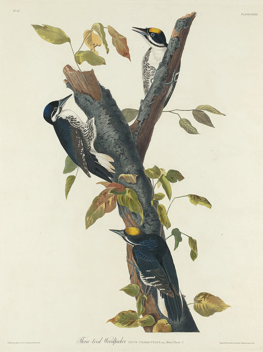 Audubon Collection 168