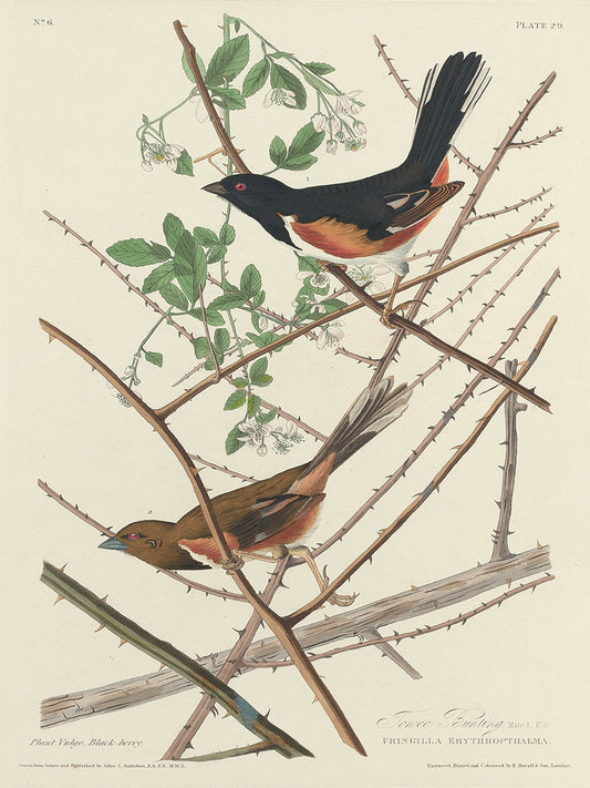 Audubon Collection 169