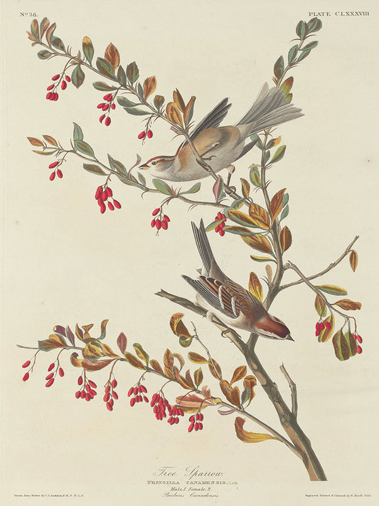 Audubon Collection 171