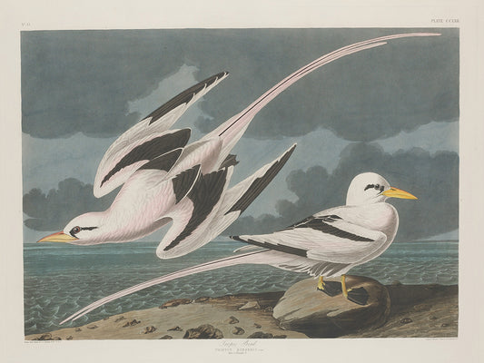 Audubon Collection 172