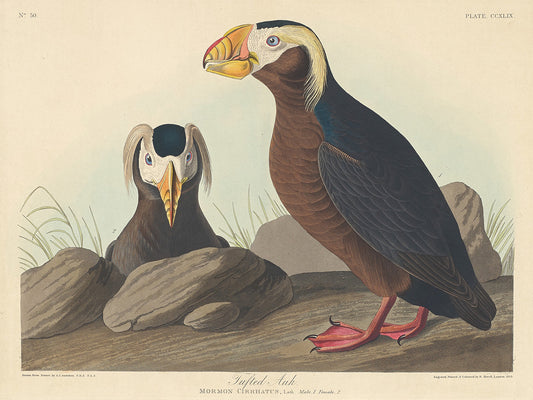 Audubon Collection 173