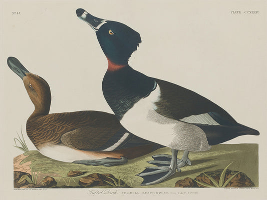 Audubon Collection 174