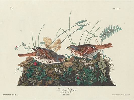 Audubon Collection 175