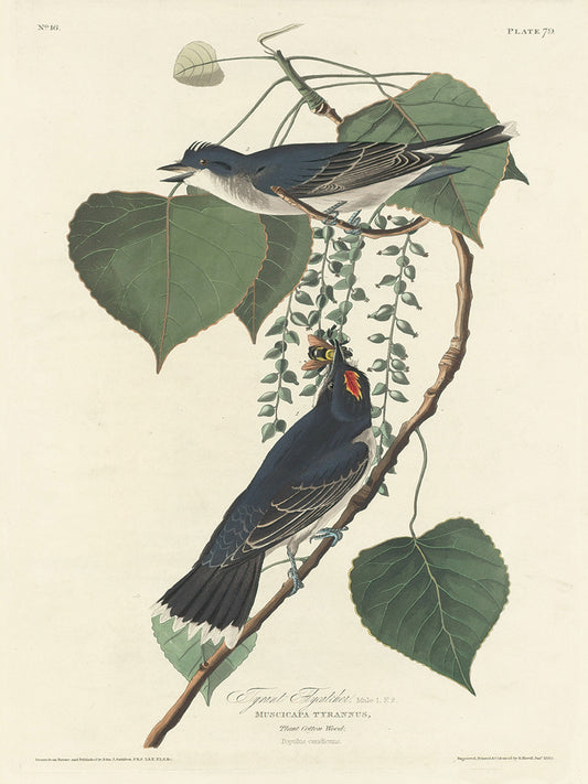 Audubon Collection 176