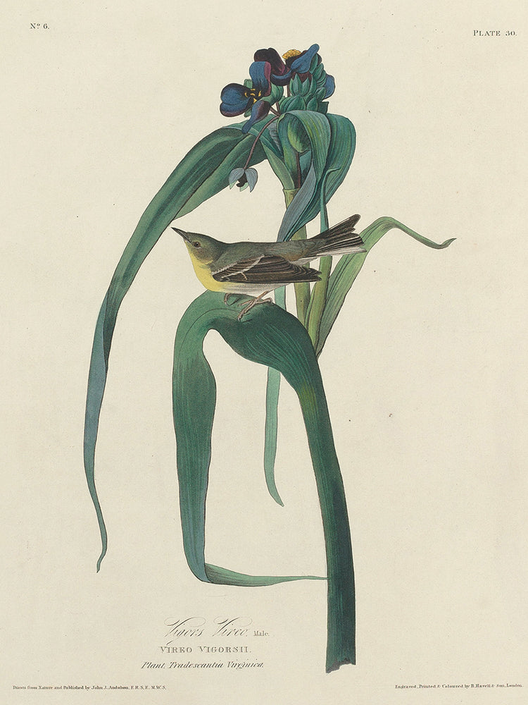 Audubon Collection 179