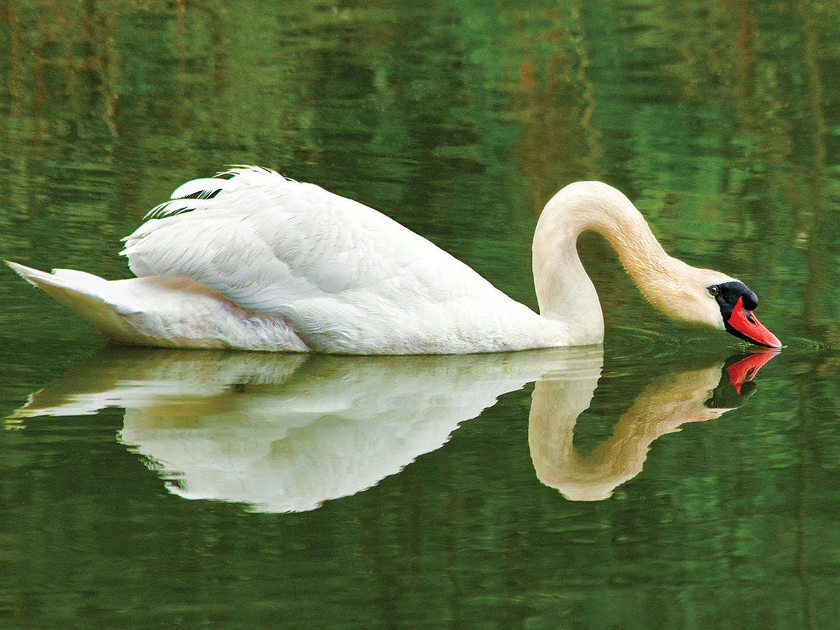 SWAN HEART
