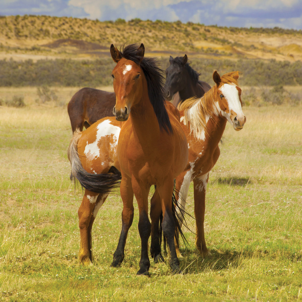 WILD HORSES