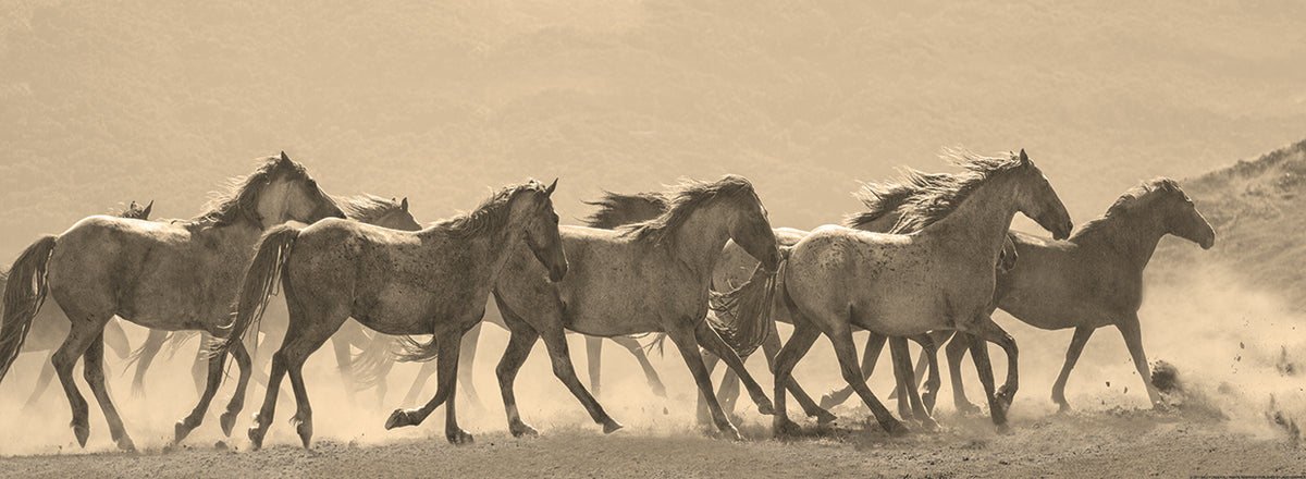 HORSE PARADE