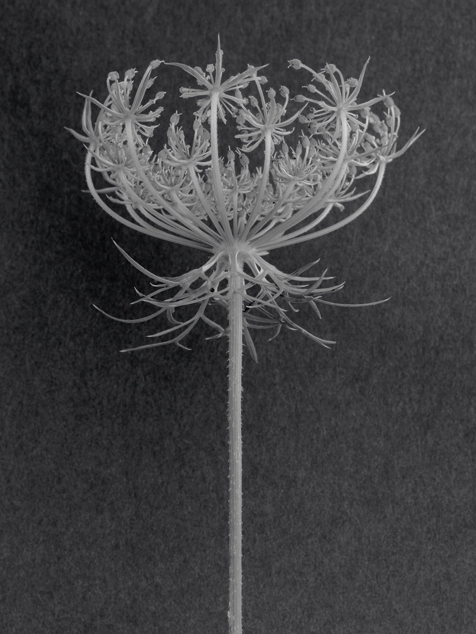 QUEEN ANNE LACE