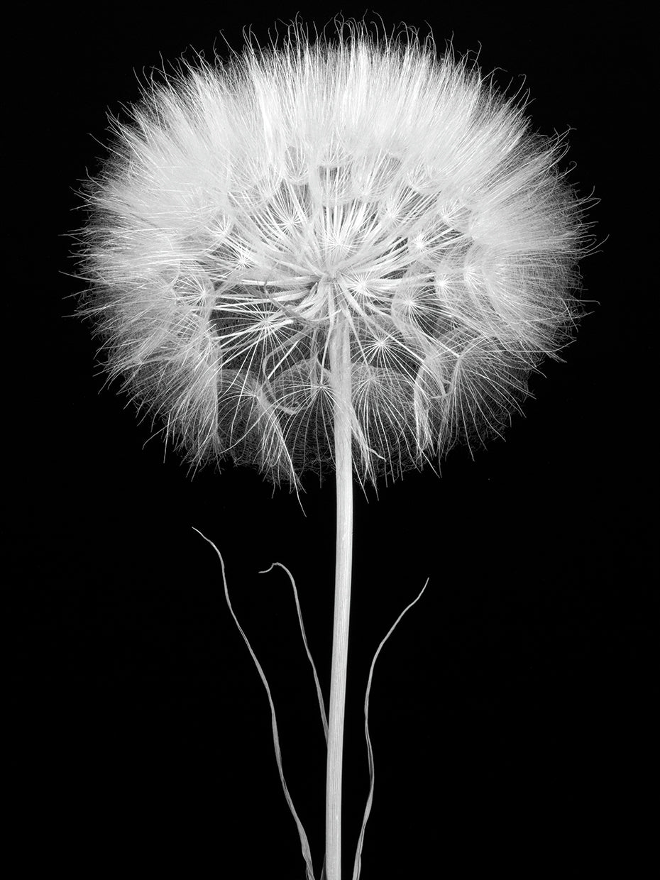 SALSIFY
