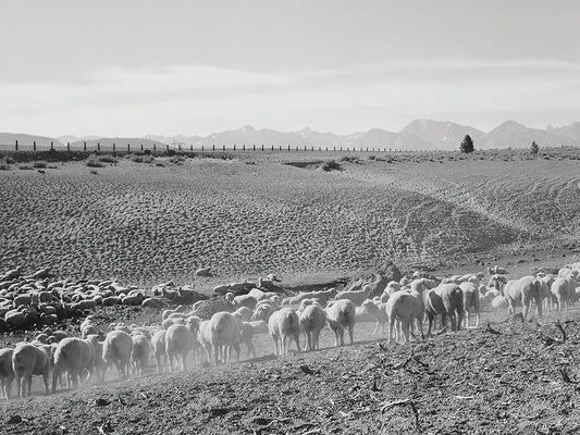 Flock In Owens Valley Canvas Print