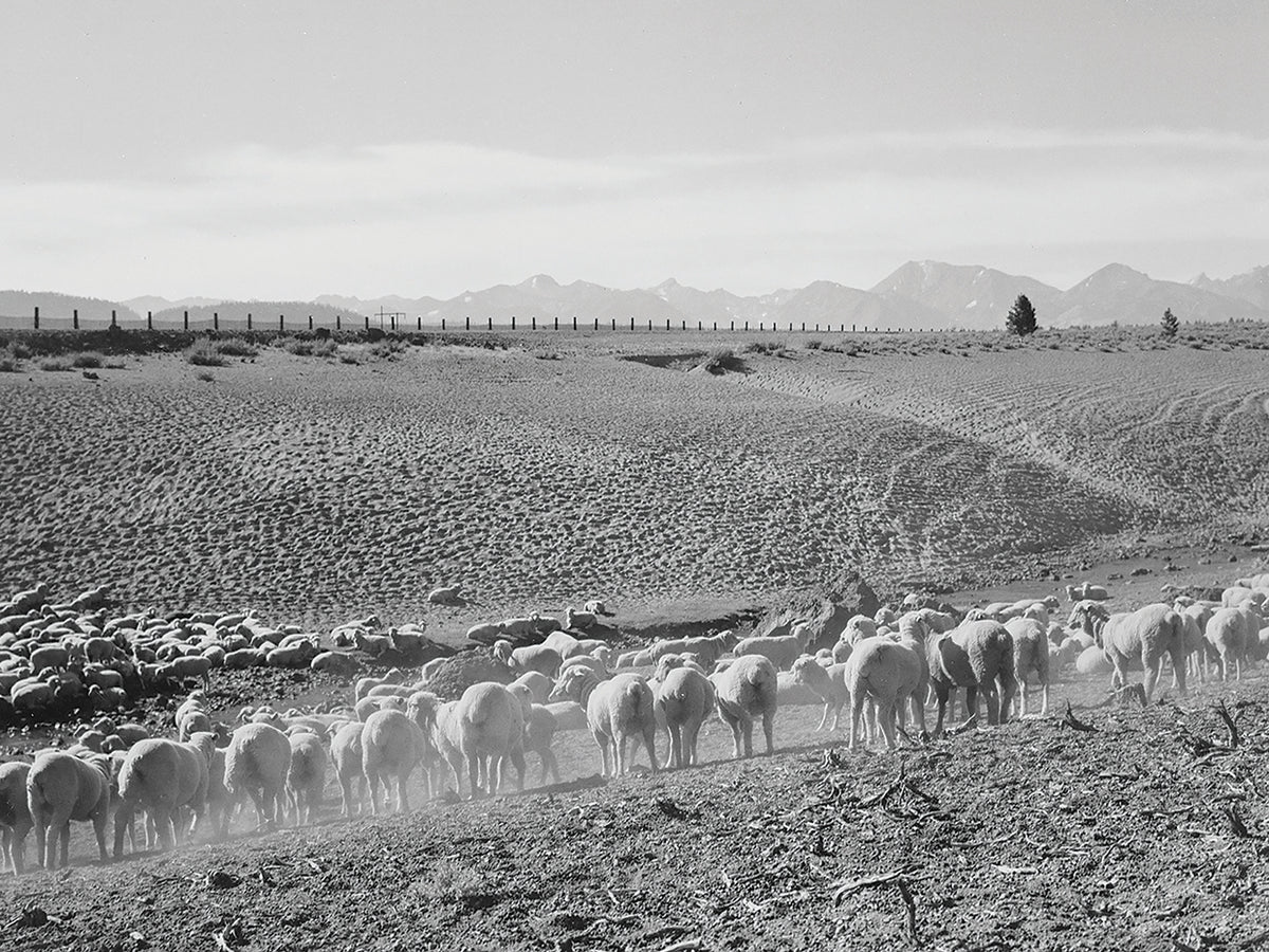 Flock In Owens Valley