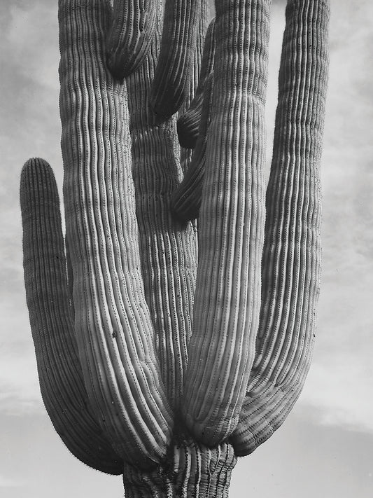 Saguaros, Vertical, Detail Of Cactus Canvas Print