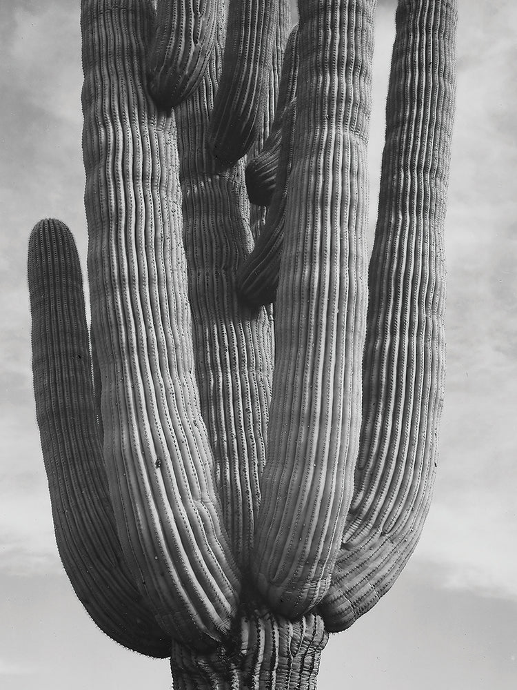 Saguaros, Vertical, Detail Of Cactus