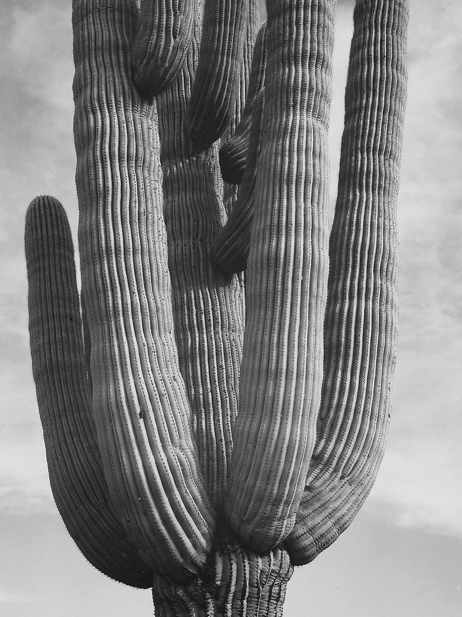Saguaros, Vertical, Detail Of Cactus