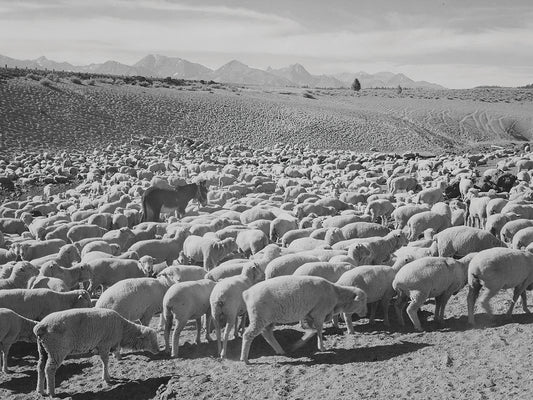 Flock In Owens Valley, 1941, Flock Of Sheep Canvas Print