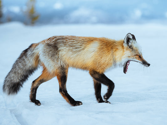 Fox in the Tetons