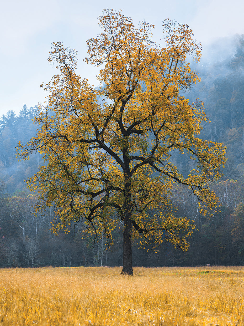 Yellow Tree